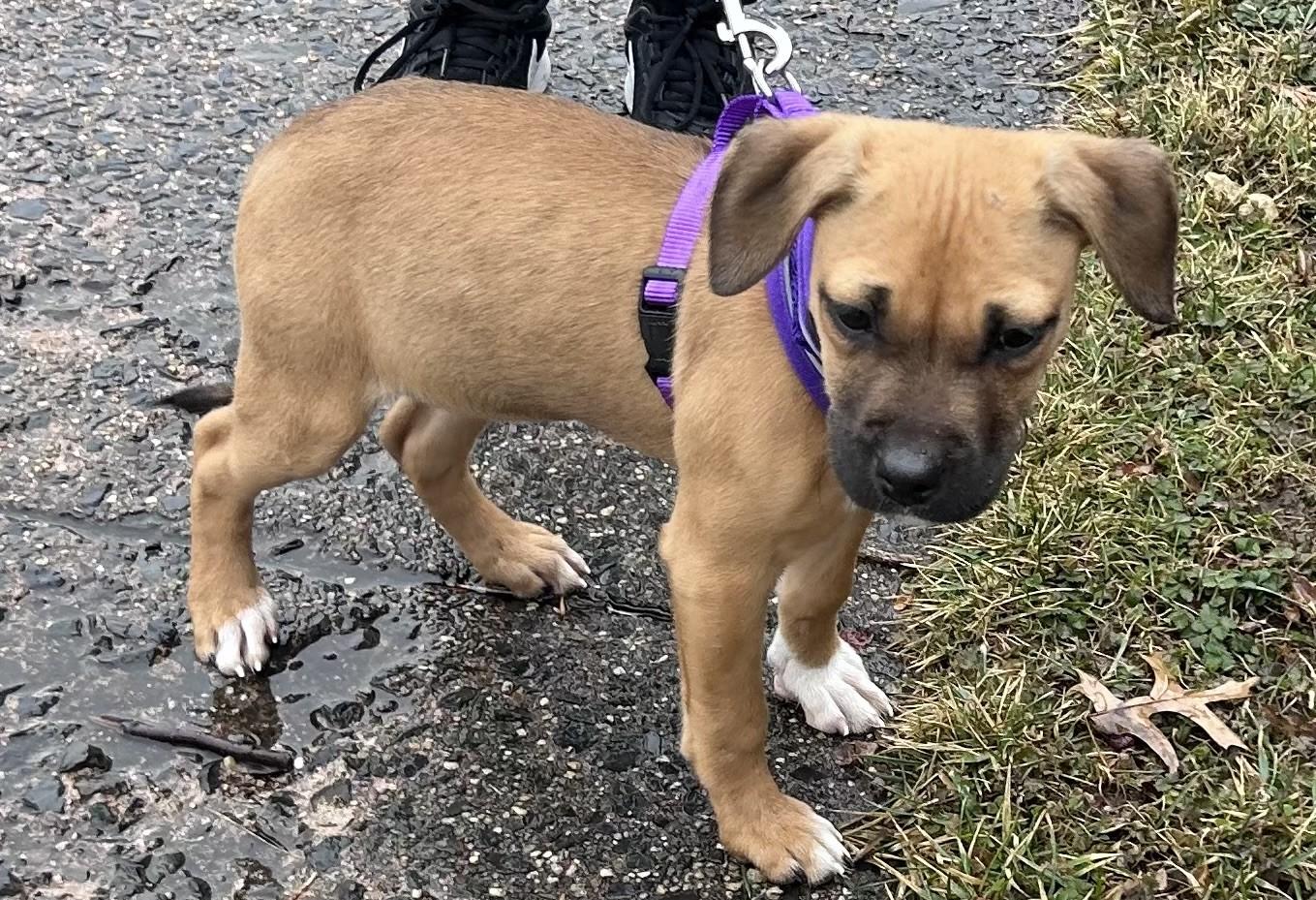 Perriwinkle thumbnail 3