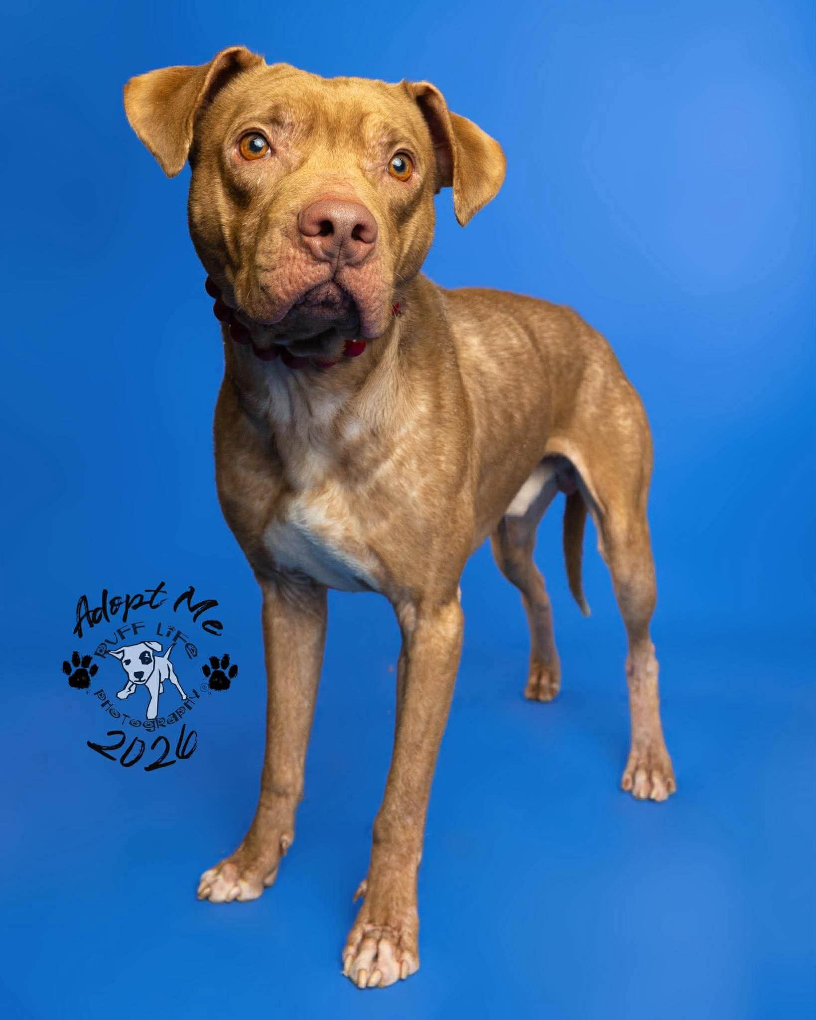 Enlarge Rufus, a Adoptable mixed breed in St. Clair Shores, MI image 1/5