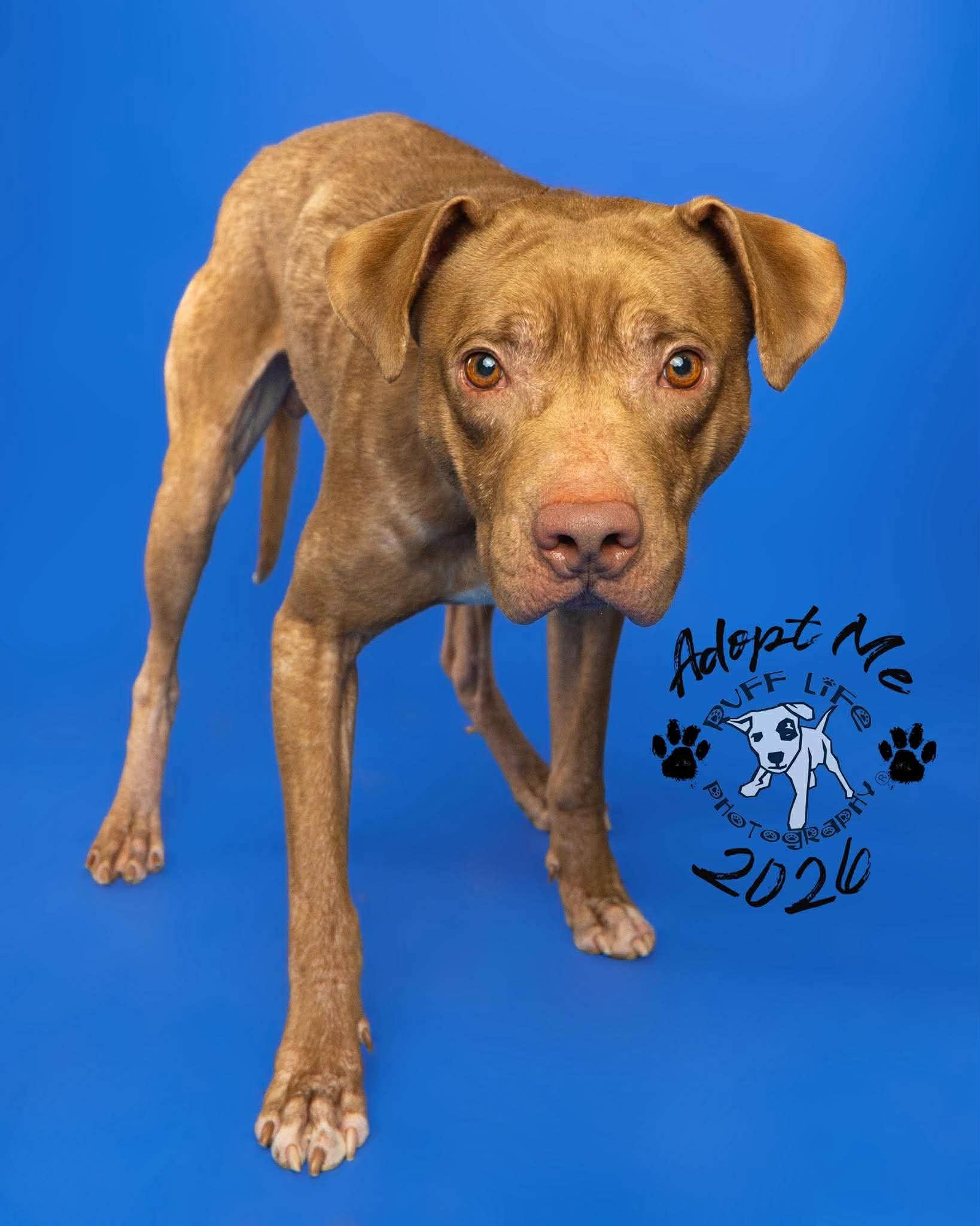 Enlarge Rufus, a Adoptable mixed breed in St. Clair Shores, MI image 2/5