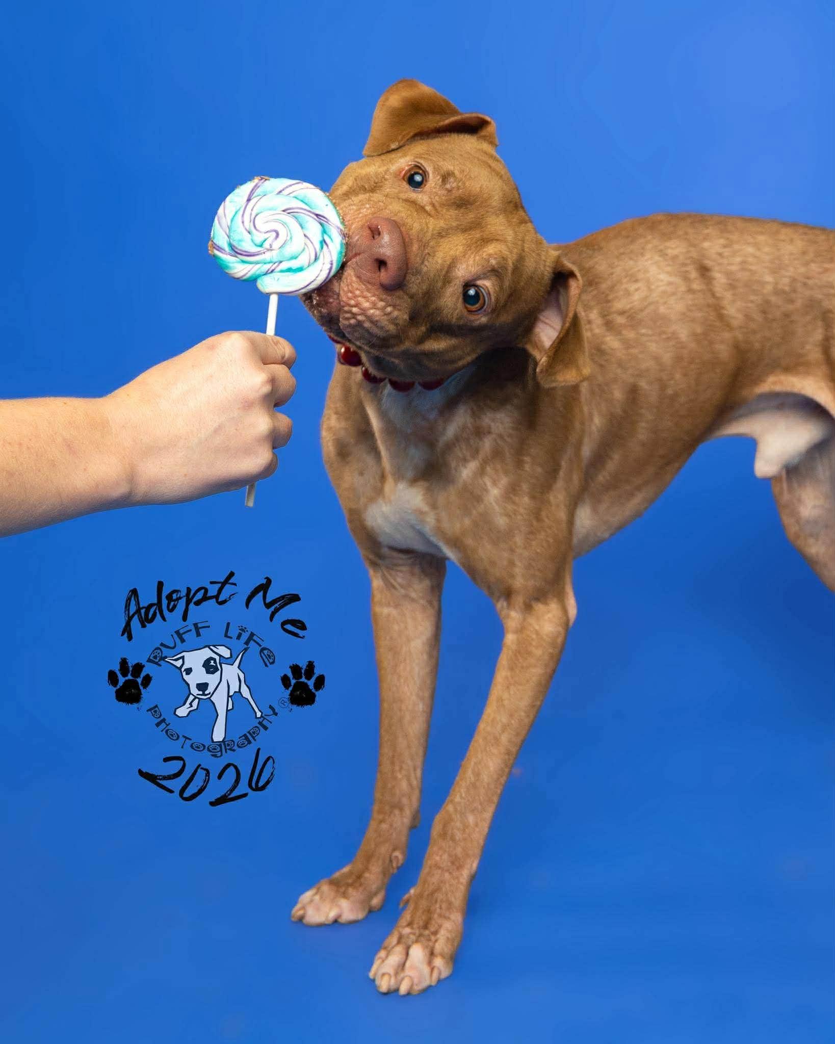 Enlarge Rufus, a Adoptable mixed breed in St. Clair Shores, MI image 3/5
