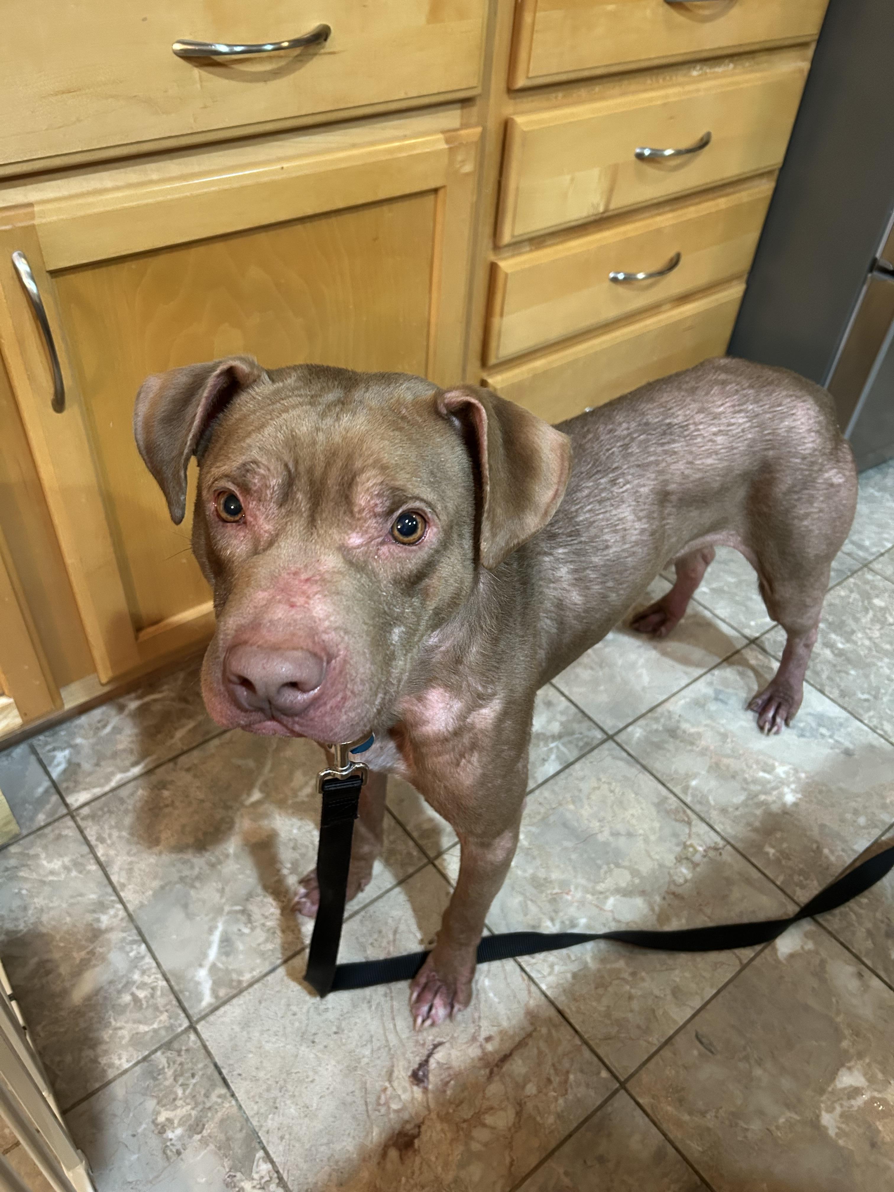 Enlarge Rufus, a Adoptable mixed breed in St. Clair Shores, MI image 4/5