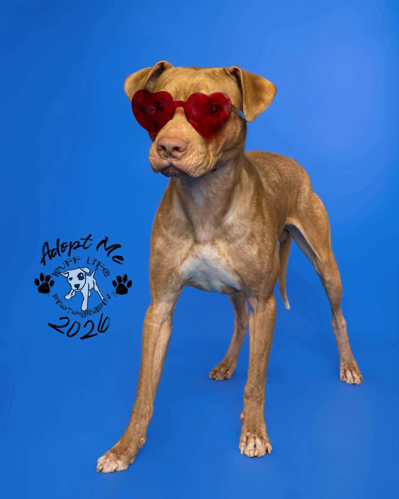 Enlarge Rufus, a Adoptable mixed breed in St. Clair Shores, MI image 5/5
