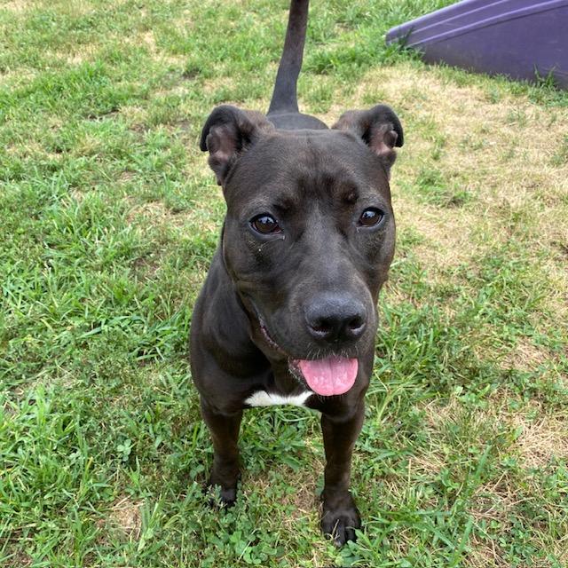 SUE, Adoptable, Adult Female Pit Bull Terrier.