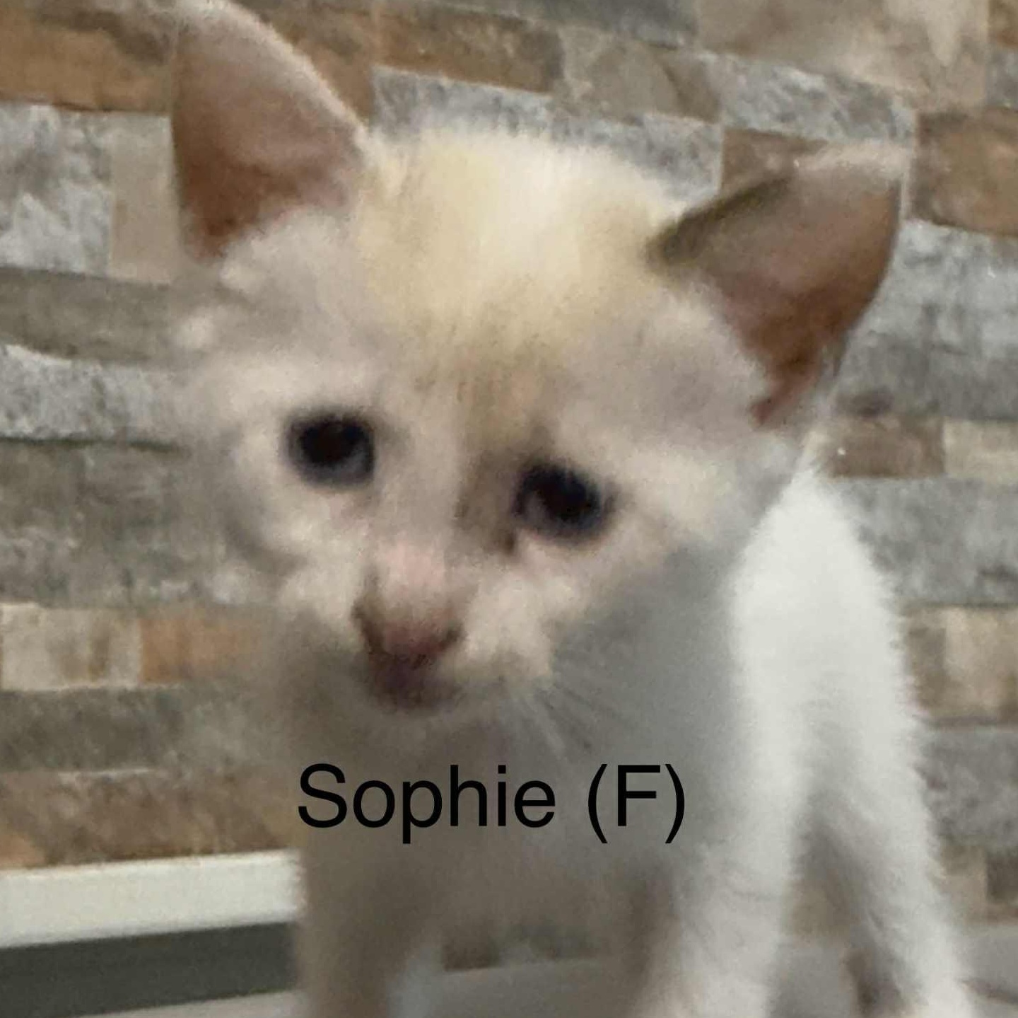 Sophie