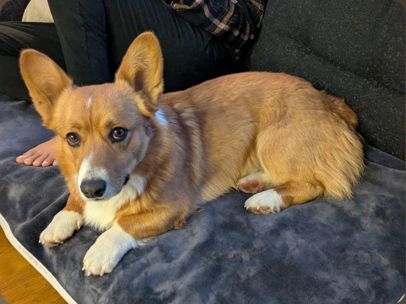 Enlarge Sir-Fox-A-Lot, an adopted mixed breed in Thayne, WY image 1/1