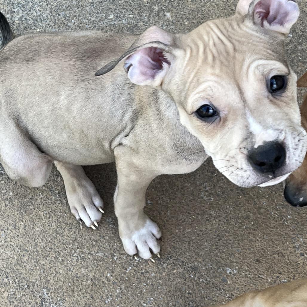 KitKat-Green, Adoptable, Puppy Female American Staffordshire Terrier & Mixed Breed.