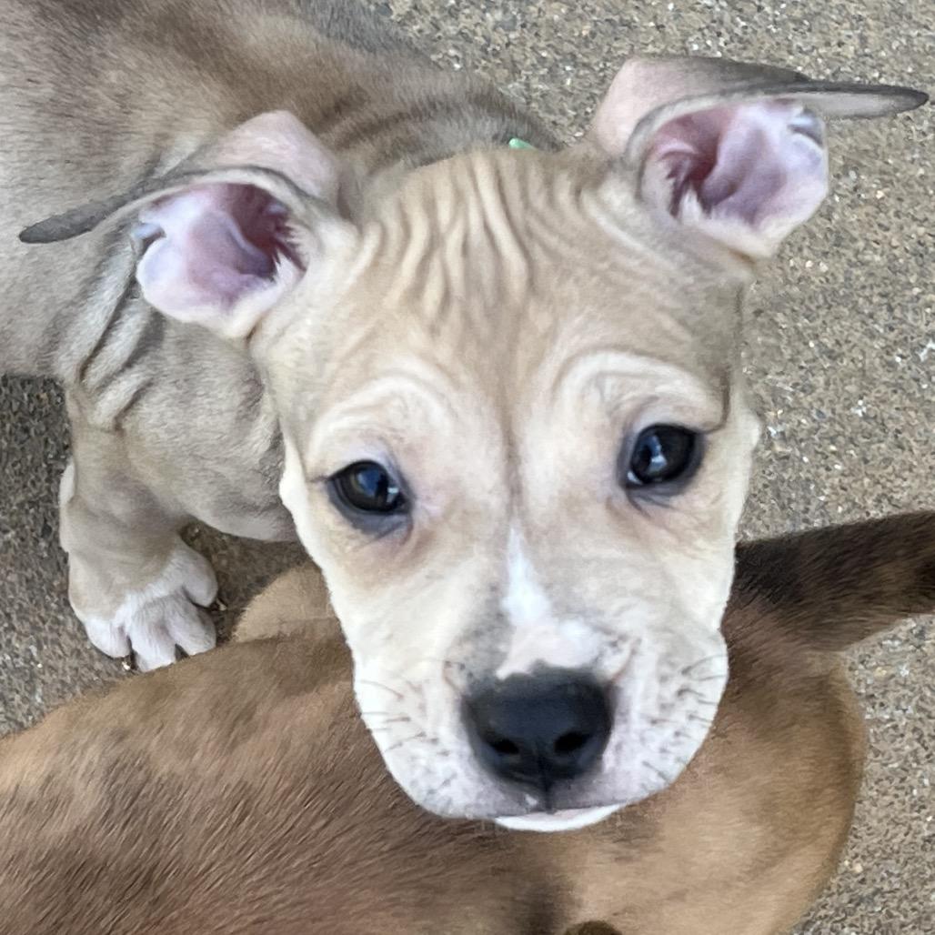 Enlarge KitKat-Green, a Adoptable mixed breed in Cartersville, GA image 2/3