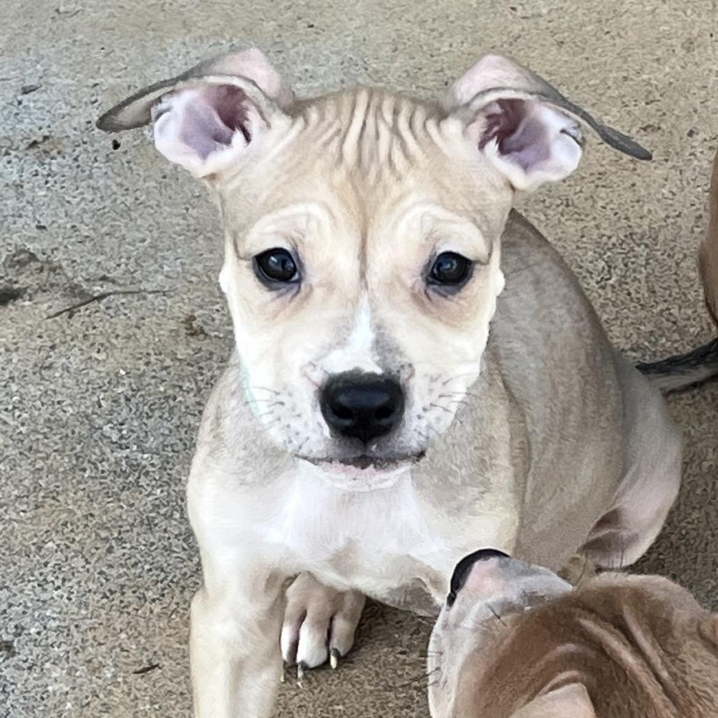 Enlarge KitKat-Green, a Adoptable mixed breed in Cartersville, GA image 3/3