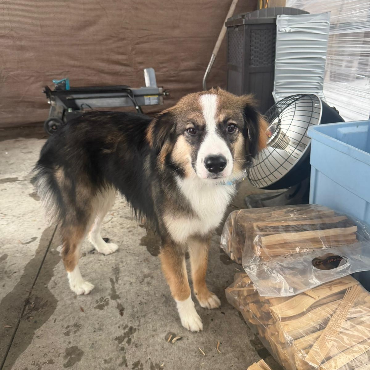 Enlarge Benson, an adoptable mixed breed in Mississauga , ON image 2/6