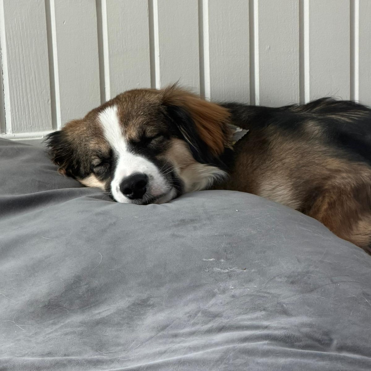 Enlarge Benson, an adoptable mixed breed in Mississauga , ON image 3/6