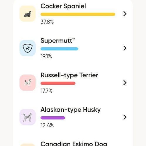 Enlarge Benson, an adoptable mixed breed in Mississauga , ON image 6/6
