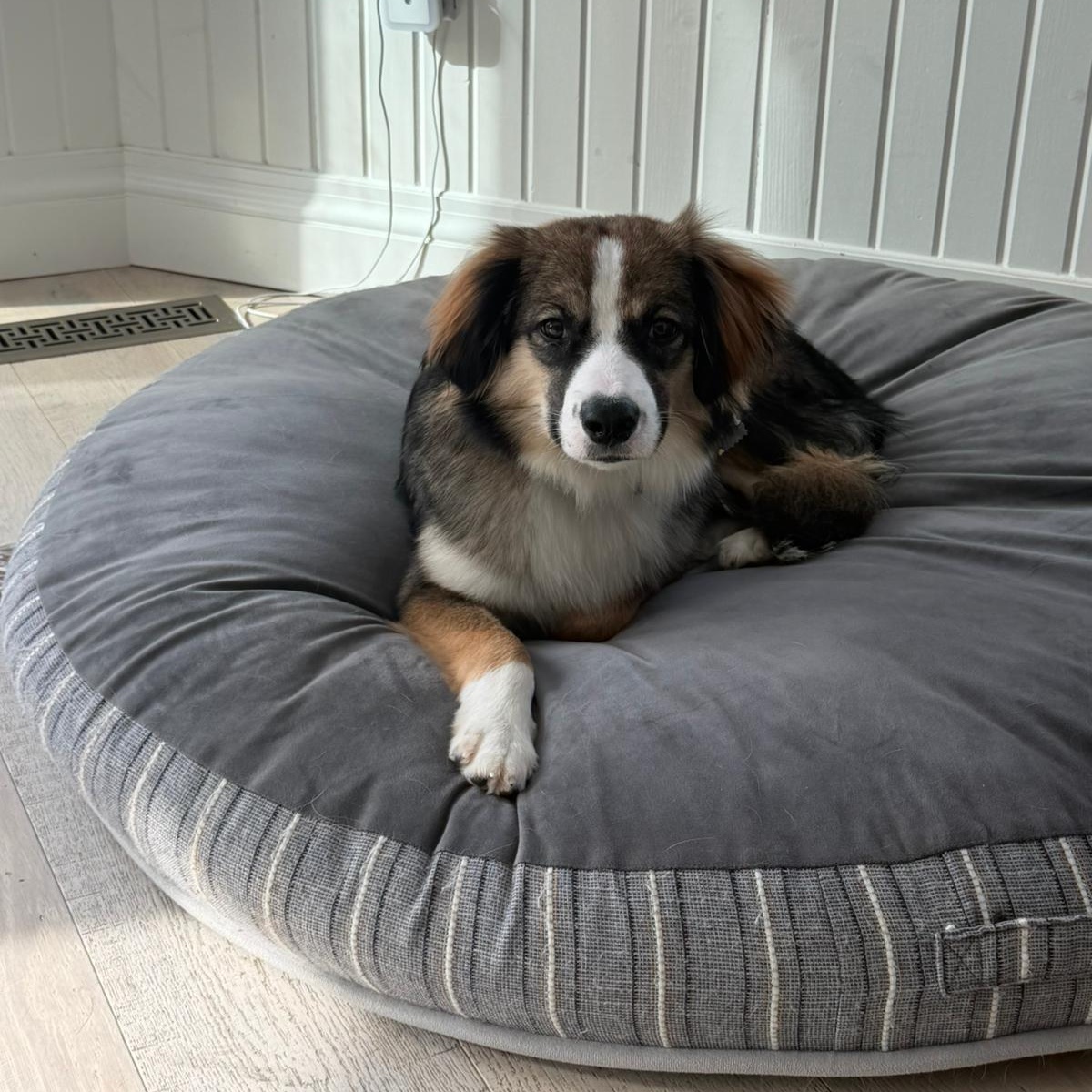 Enlarge Benson, an adoptable mixed breed in Mississauga , ON image 1/6