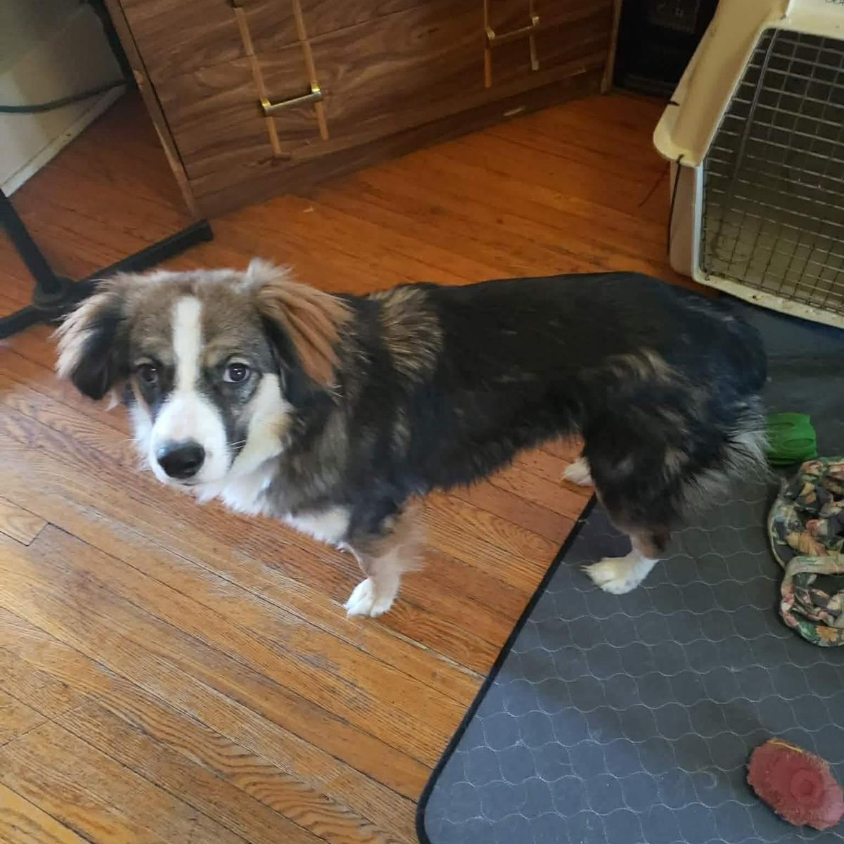 Enlarge Benson, an adoptable mixed breed in Mississauga , ON image 4/6