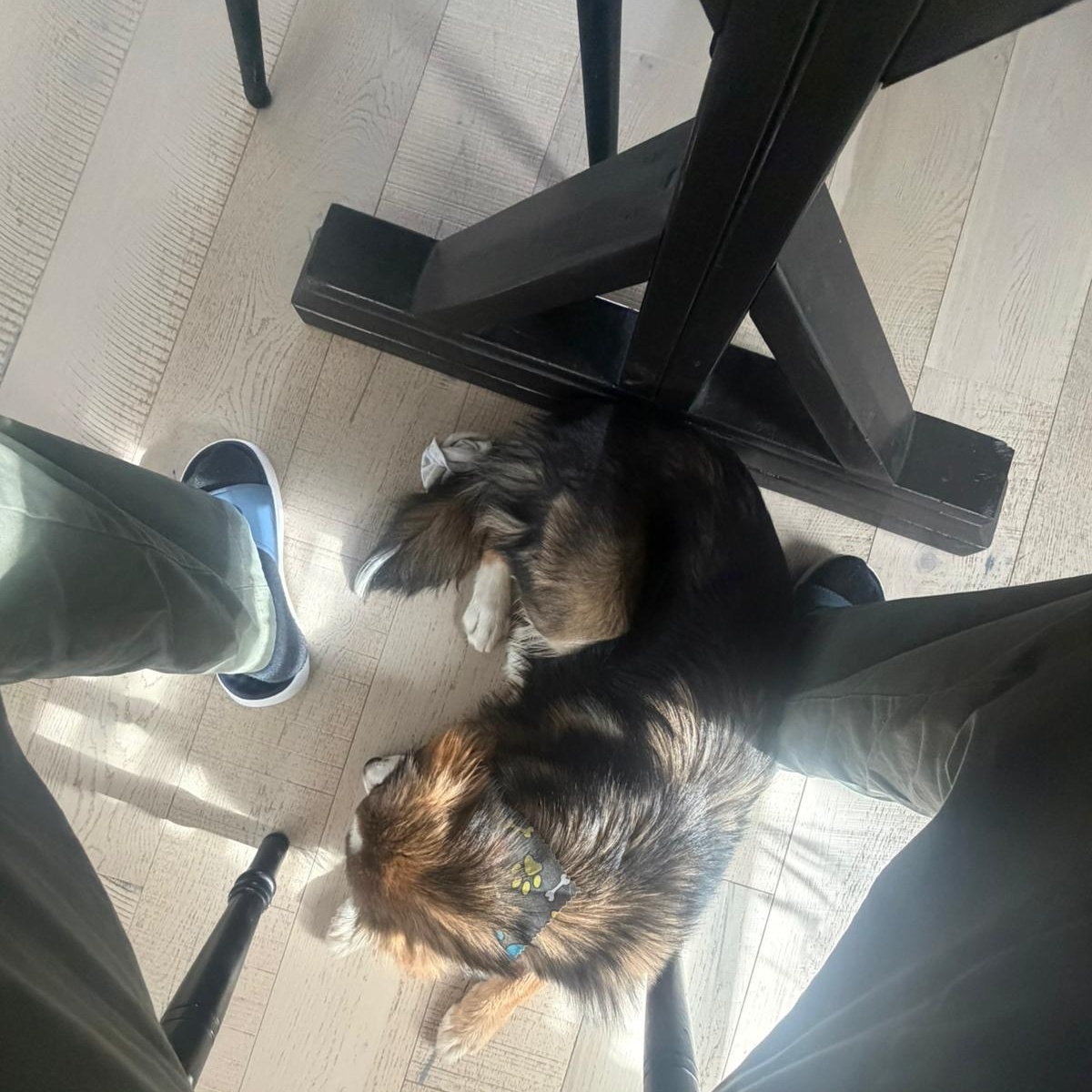 Enlarge Benson, an adoptable mixed breed in Mississauga , ON image 5/6