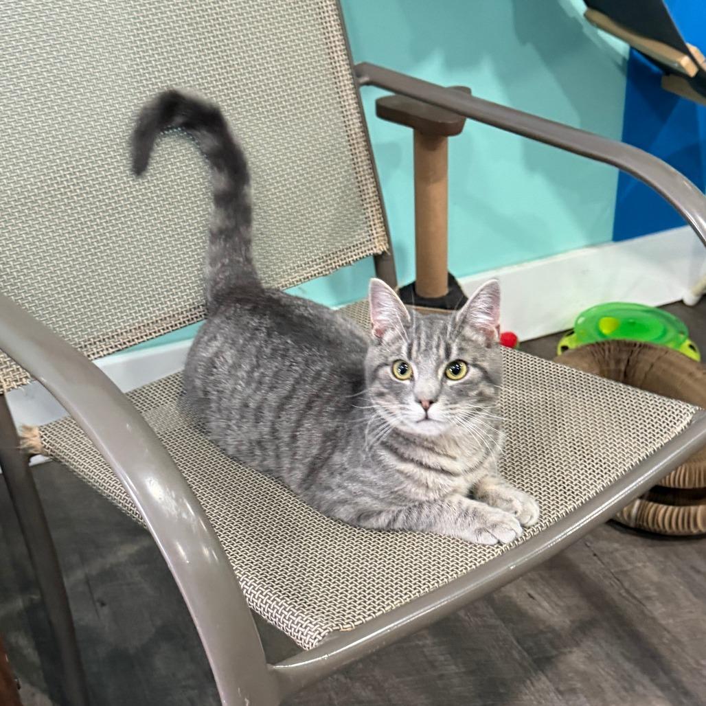 Enlarge Bentley, a Adoptable Domestic Short Hair in Marion, VA image 1/6