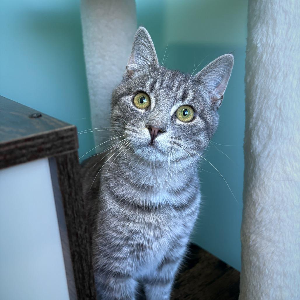 Enlarge Bentley, a Adoptable Domestic Short Hair in Marion, VA image 1/5