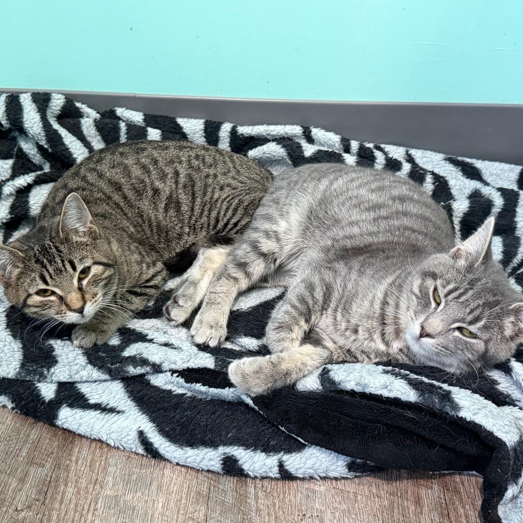 Enlarge Bentley, a Adoptable Domestic Short Hair in Marion, VA image 2/5