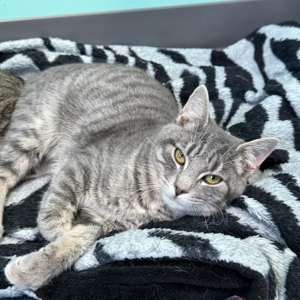 Enlarge Bentley, a Adoptable Domestic Short Hair in Marion, VA image 3/5