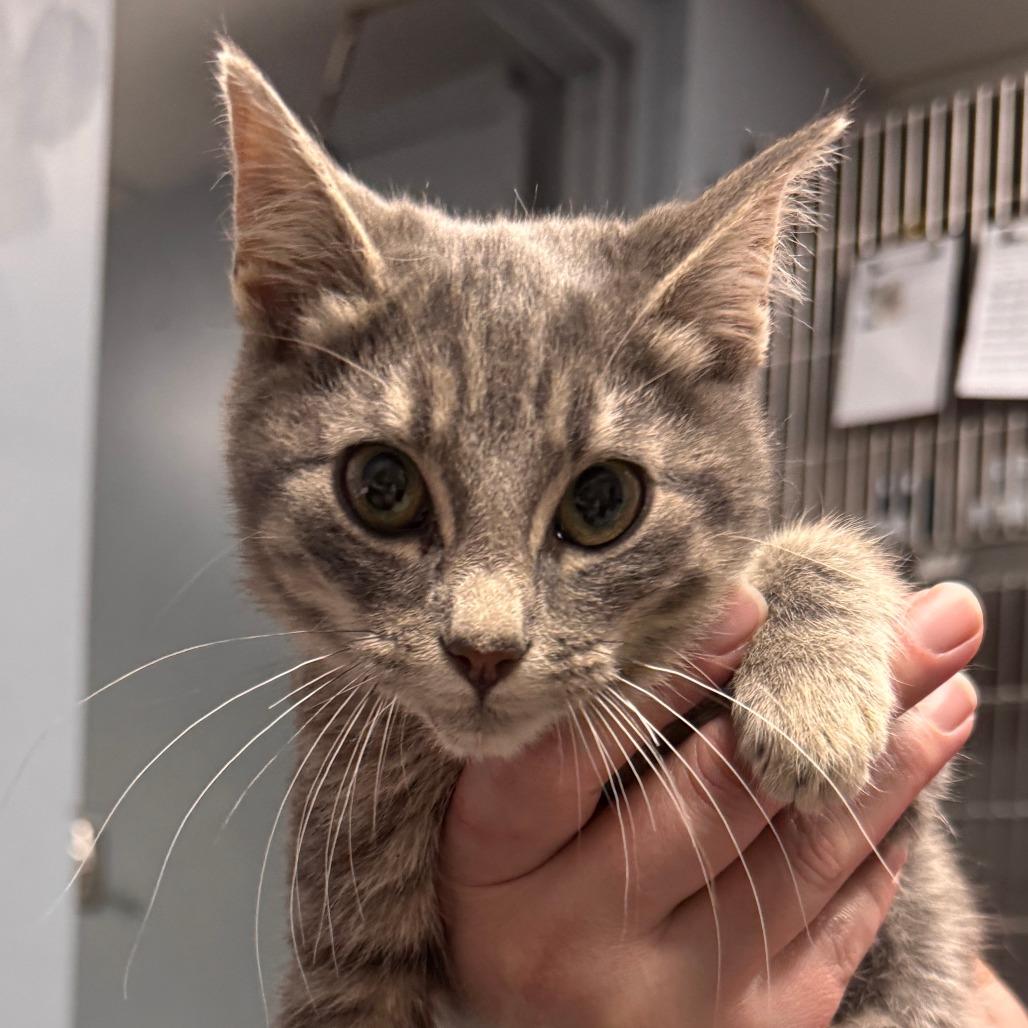 Enlarge Bentley, a Adoptable Domestic Short Hair in Marion, VA image 4/5