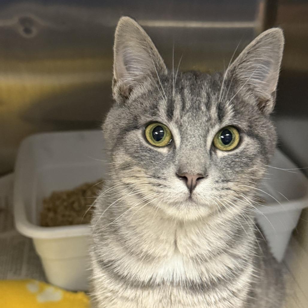 Enlarge Bentley, a Adoptable Domestic Short Hair in Marion, VA image 5/5