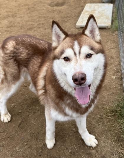 Max, a Adoptable mixed breed in Madera, CA image 1/3
