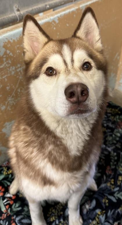 Max, a Adoptable mixed breed in Madera, CA image 2/3