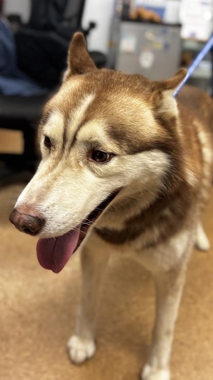 Max, a Adoptable mixed breed in Madera, CA image 3/3