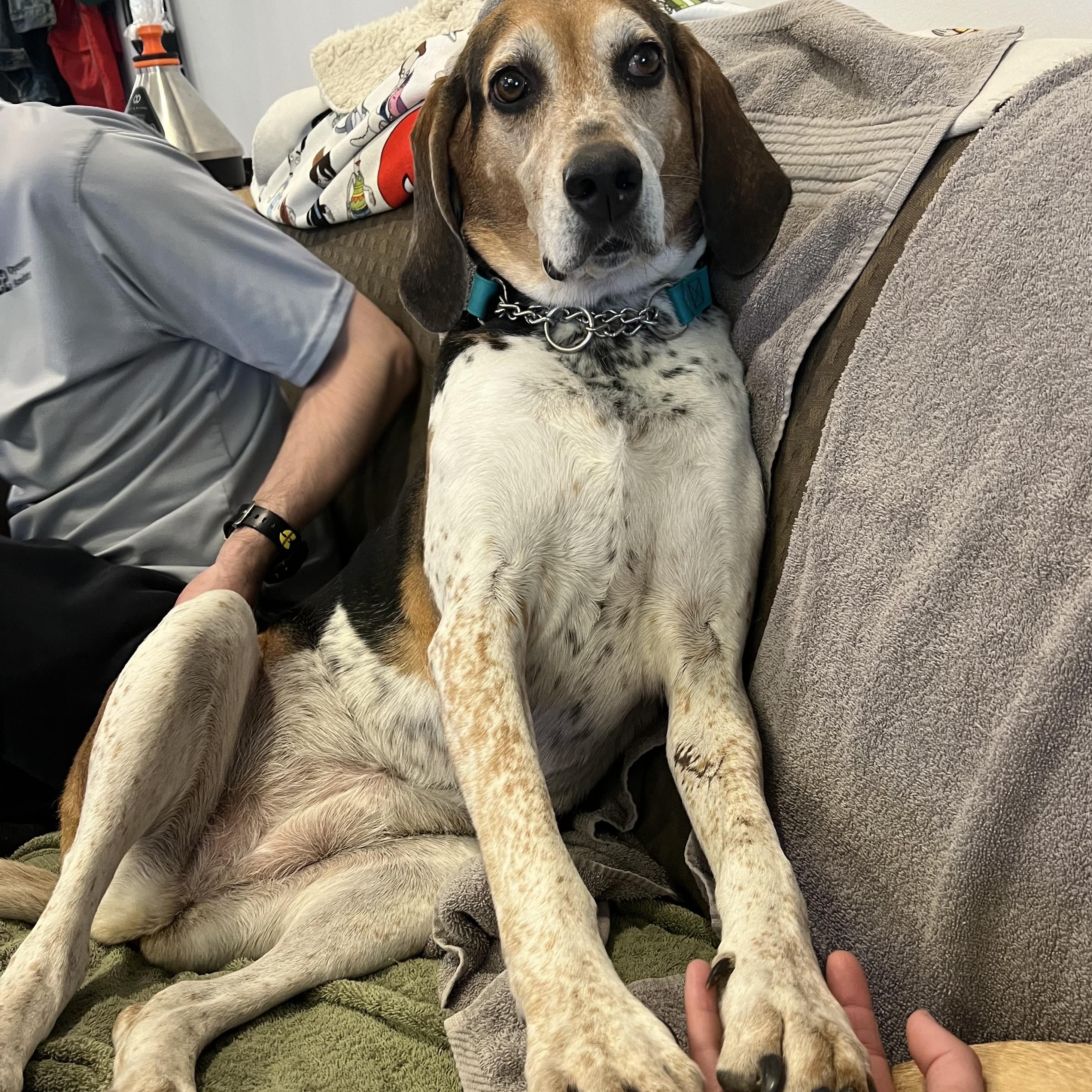 Bet, a Adoptable mixed breed in Lexington, MA image 1/5