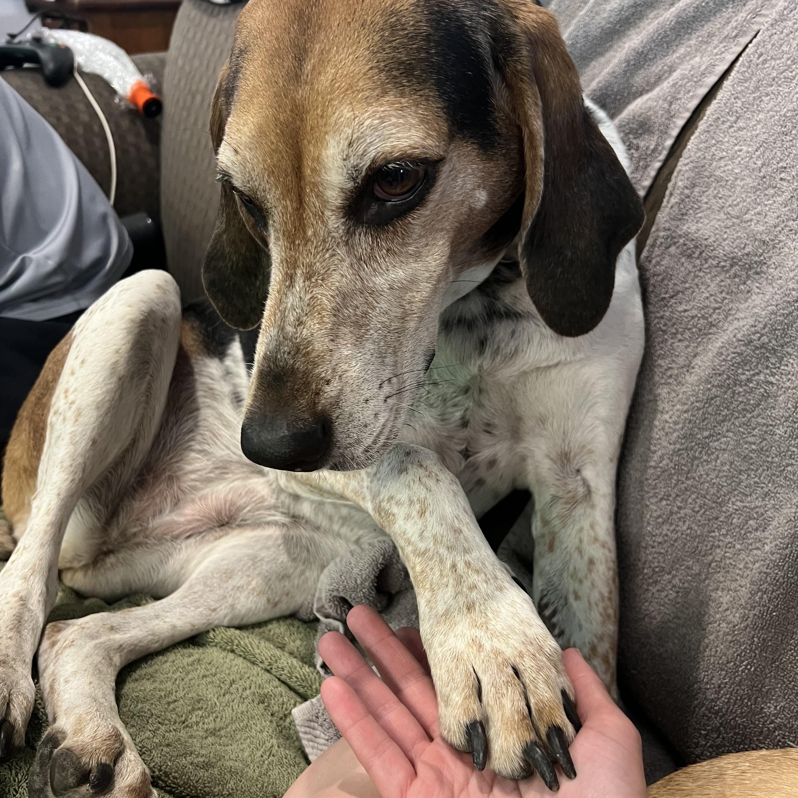 Bet, Adoptable, Adult Female Coonhound.