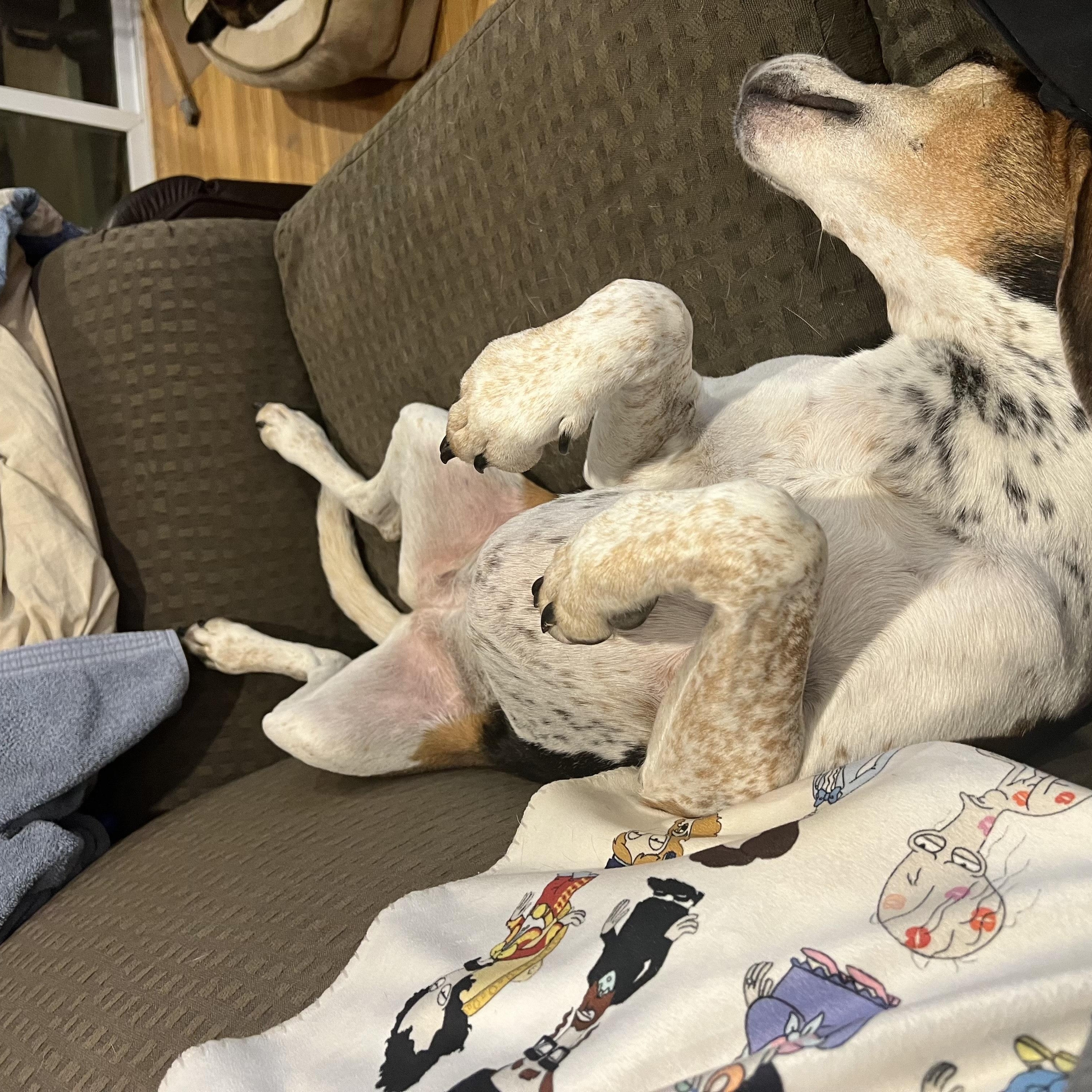 Bet, a Adoptable mixed breed in Lexington, MA image 3/5