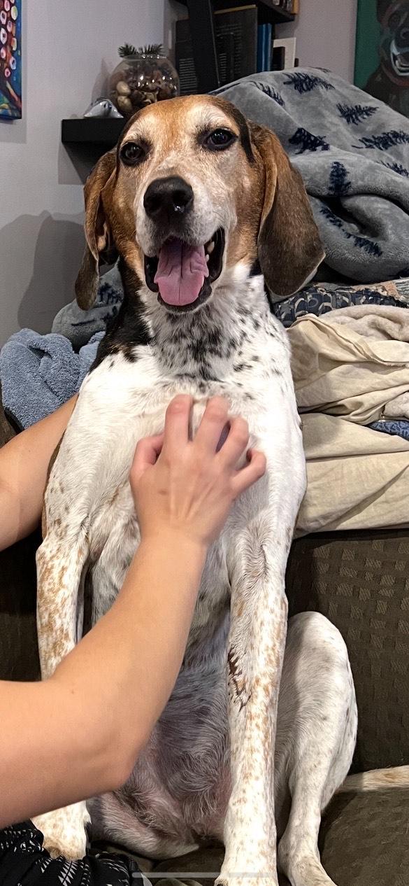 Bet, a Adoptable mixed breed in Lexington, MA image 4/5