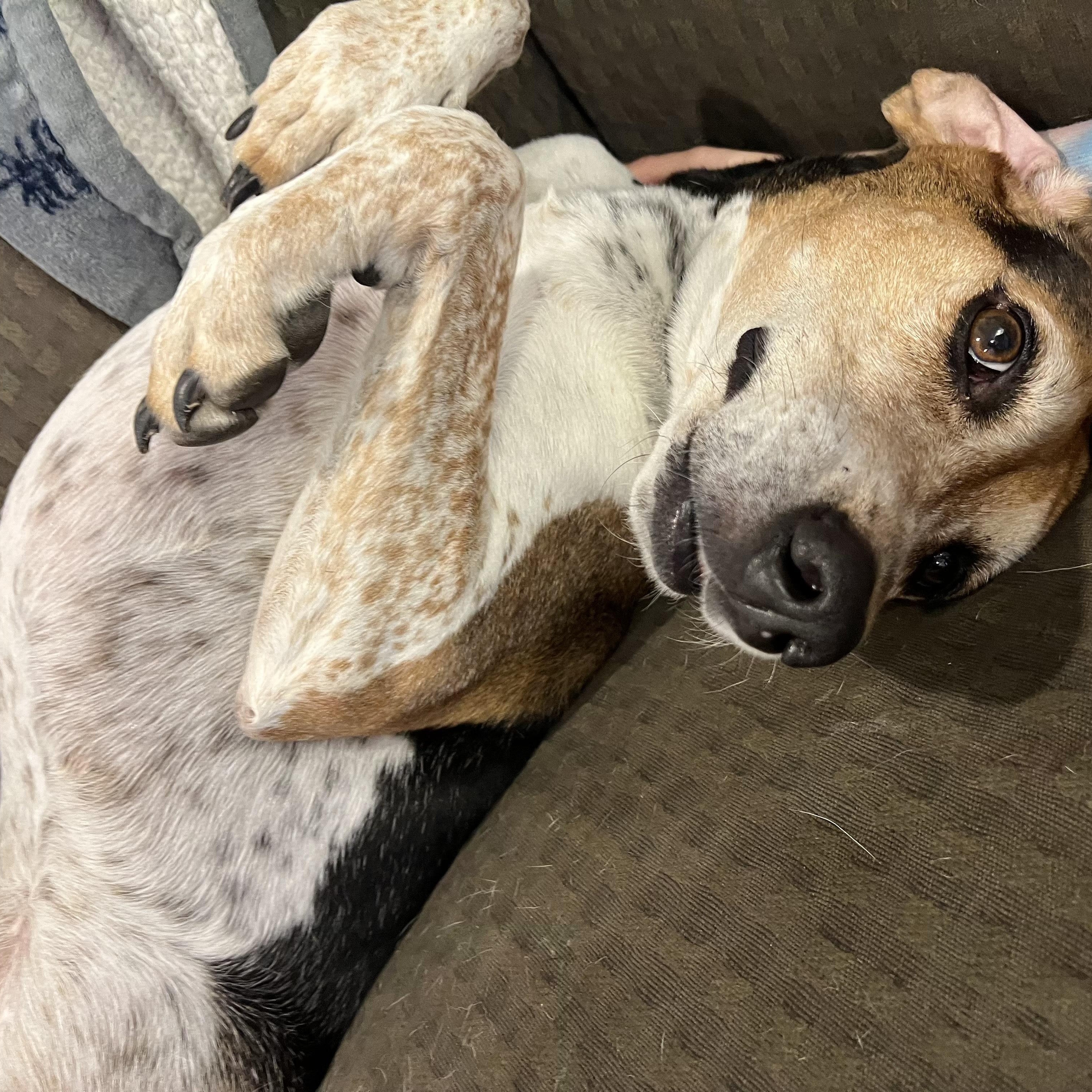 Bet, a Adoptable mixed breed in Lexington, MA image 5/5