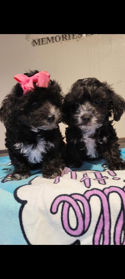 Enlarge Irene, a Adoptable Shih poo in Torrance, CA image 1/3