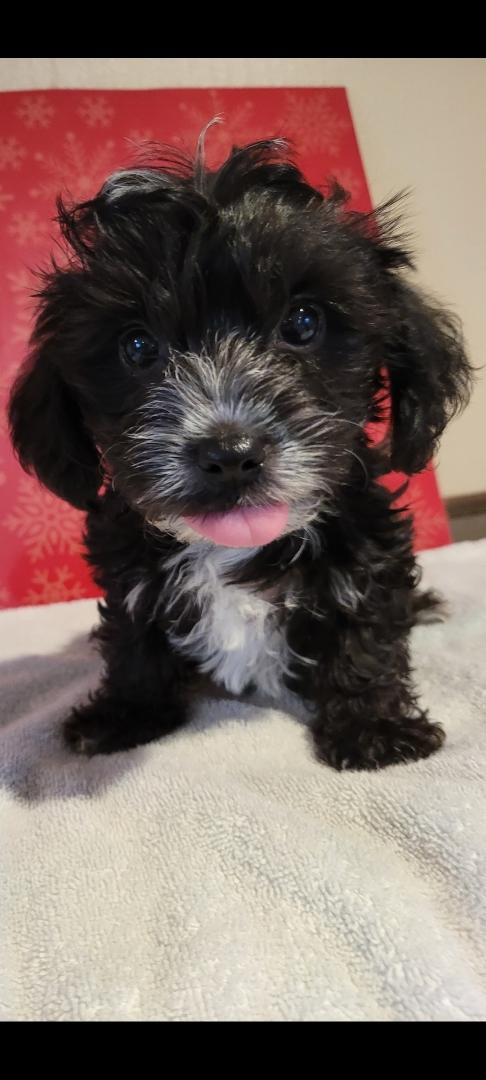Enlarge Irene, a Adoptable Shih poo in Torrance, CA image 2/3