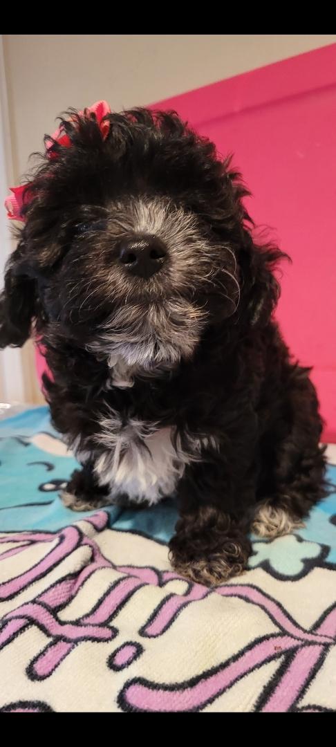 Enlarge Irene, a Adoptable Shih poo in Torrance, CA image 3/3