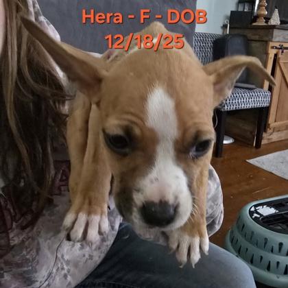 Enlarge Hera , an adopted mixed breed in Klamath Falls, OR image 1/1
