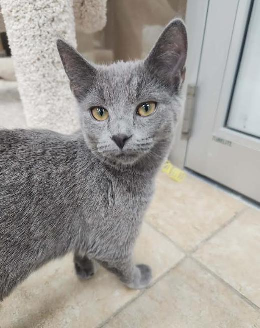 Bluebelle, adopted, Kitten Female Domestic Short Hair.