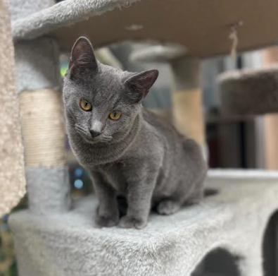 Bluebelle, an adopted Domestic Short Hair in Rochester, NY image 3/3