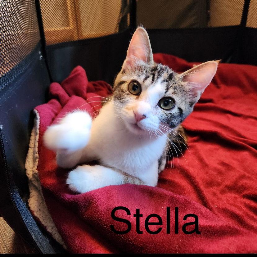 Stella, Adoptable, Kitten Female Domestic Short Hair.
