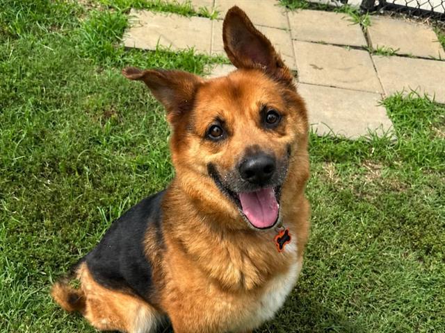BRODIE, Adoptable, Adult Male German Shepherd Dog & Mixed Breed.