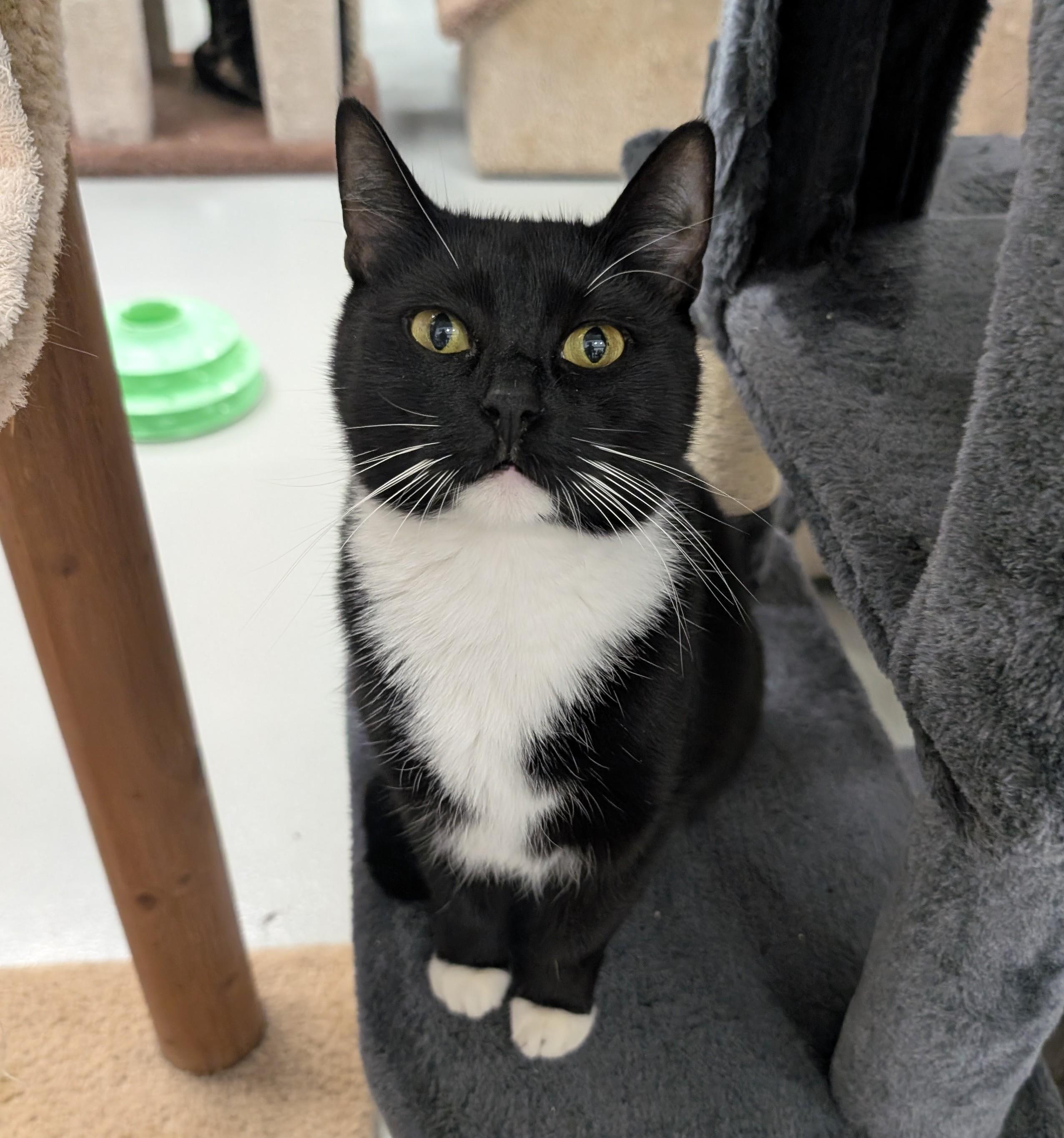 Enlarge Merry, a Adoptable mixed breed in West Palm Beach, FL image 1/4