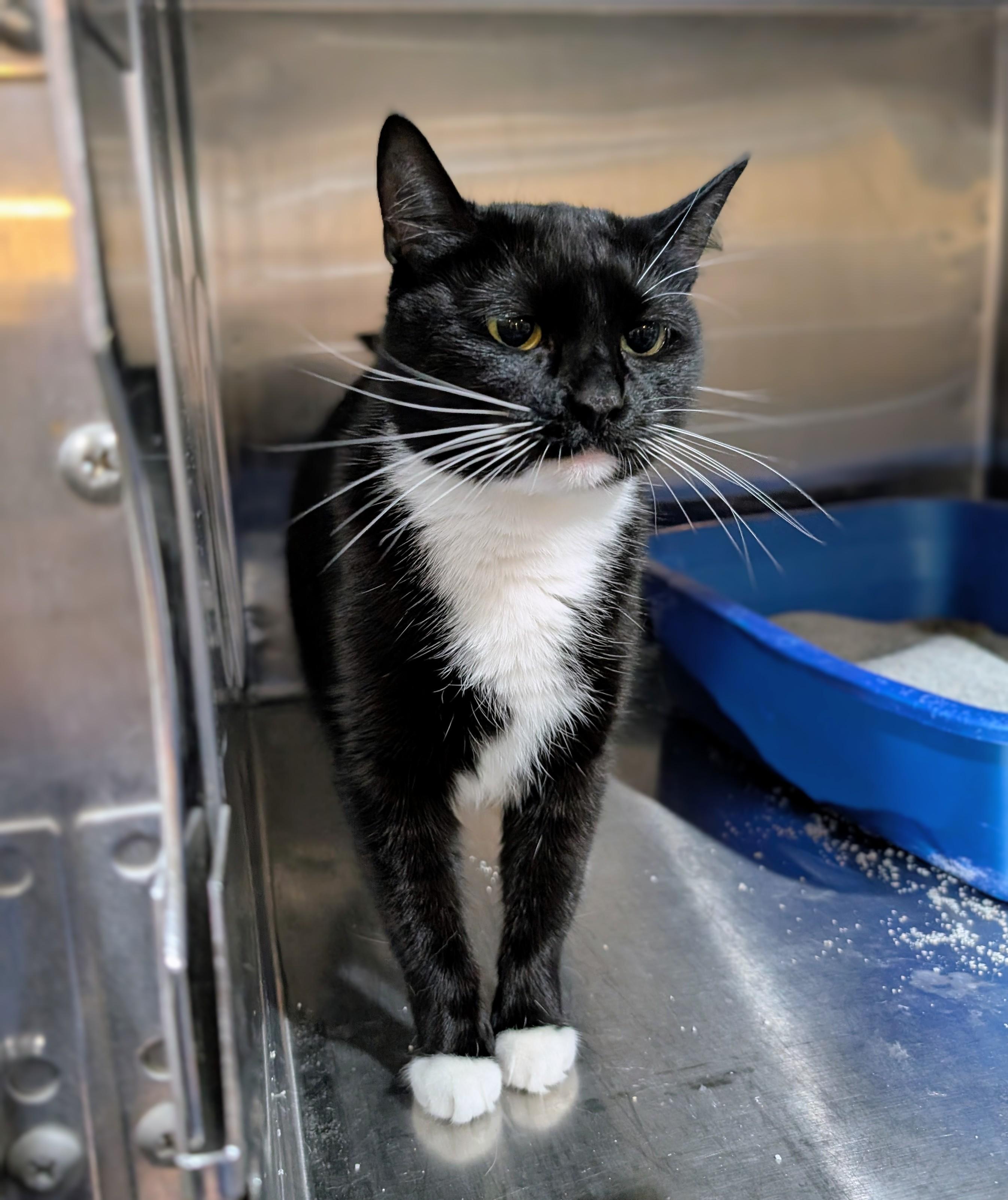 Enlarge Merry, a Adoptable mixed breed in West Palm Beach, FL image 3/4