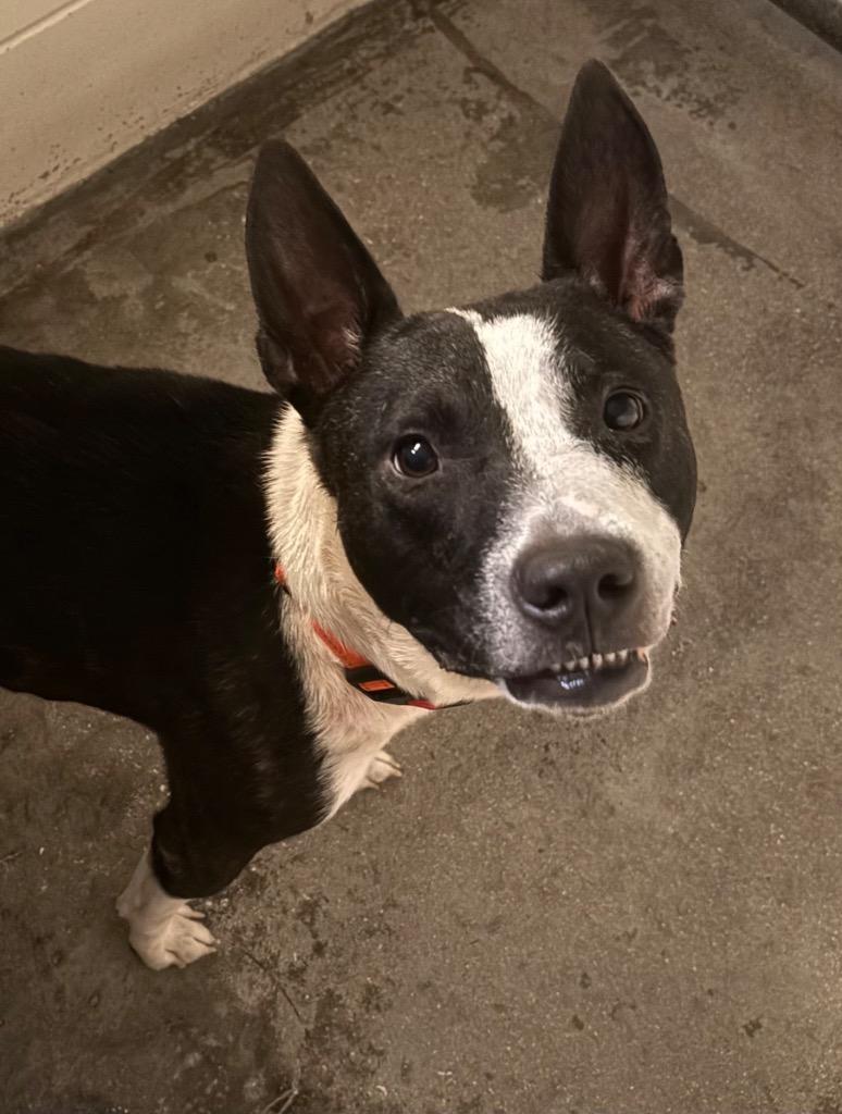 Diesel, Adoptable, Adult Male Mixed Breed.
