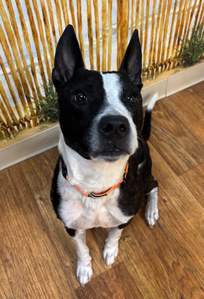 Enlarge Diesel, a Adoptable Mixed Breed in Ocala, FL image 2/2