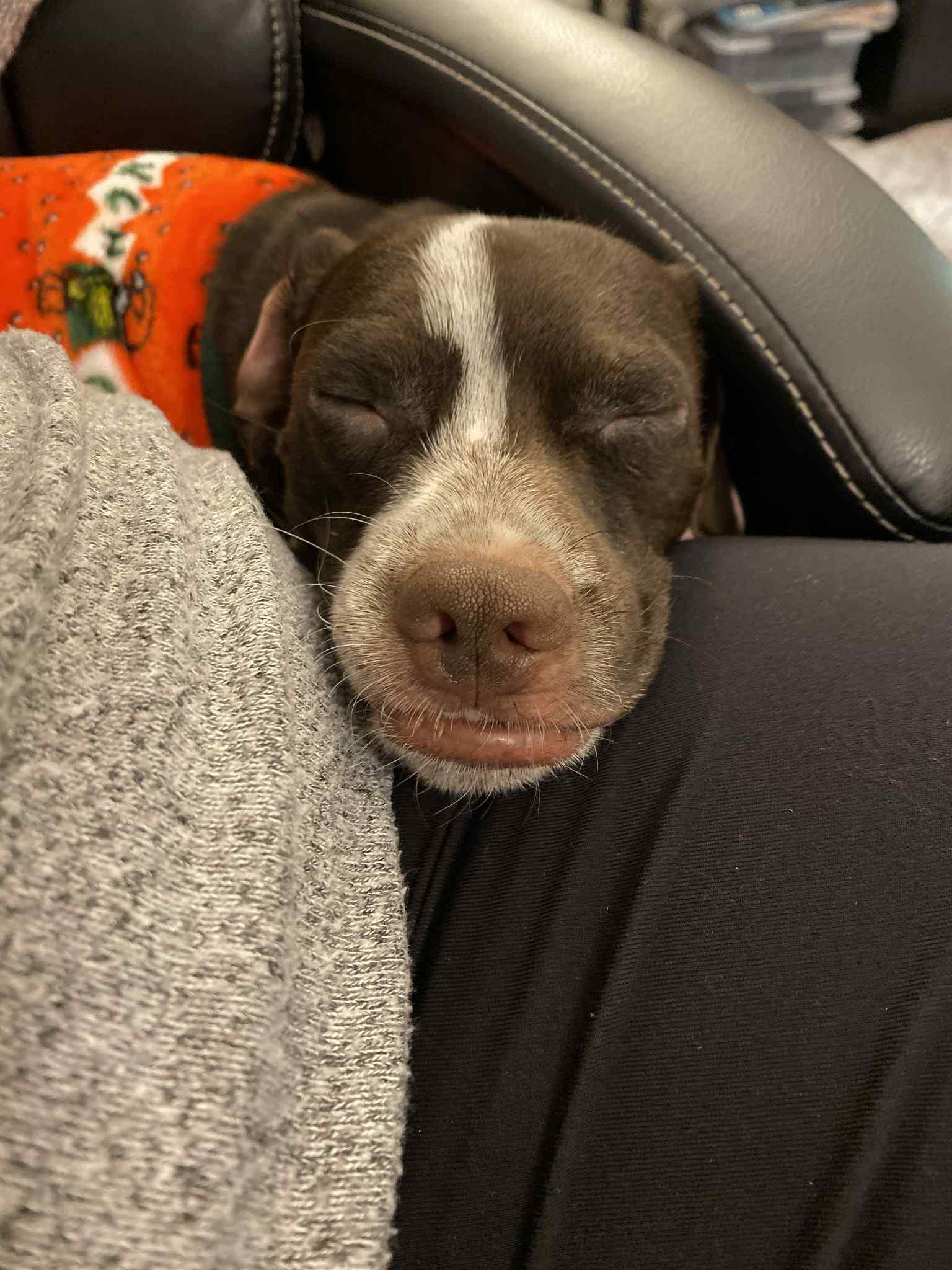 Enlarge Stanley, a Adoptable mixed breed in Glover, VT image 1/6