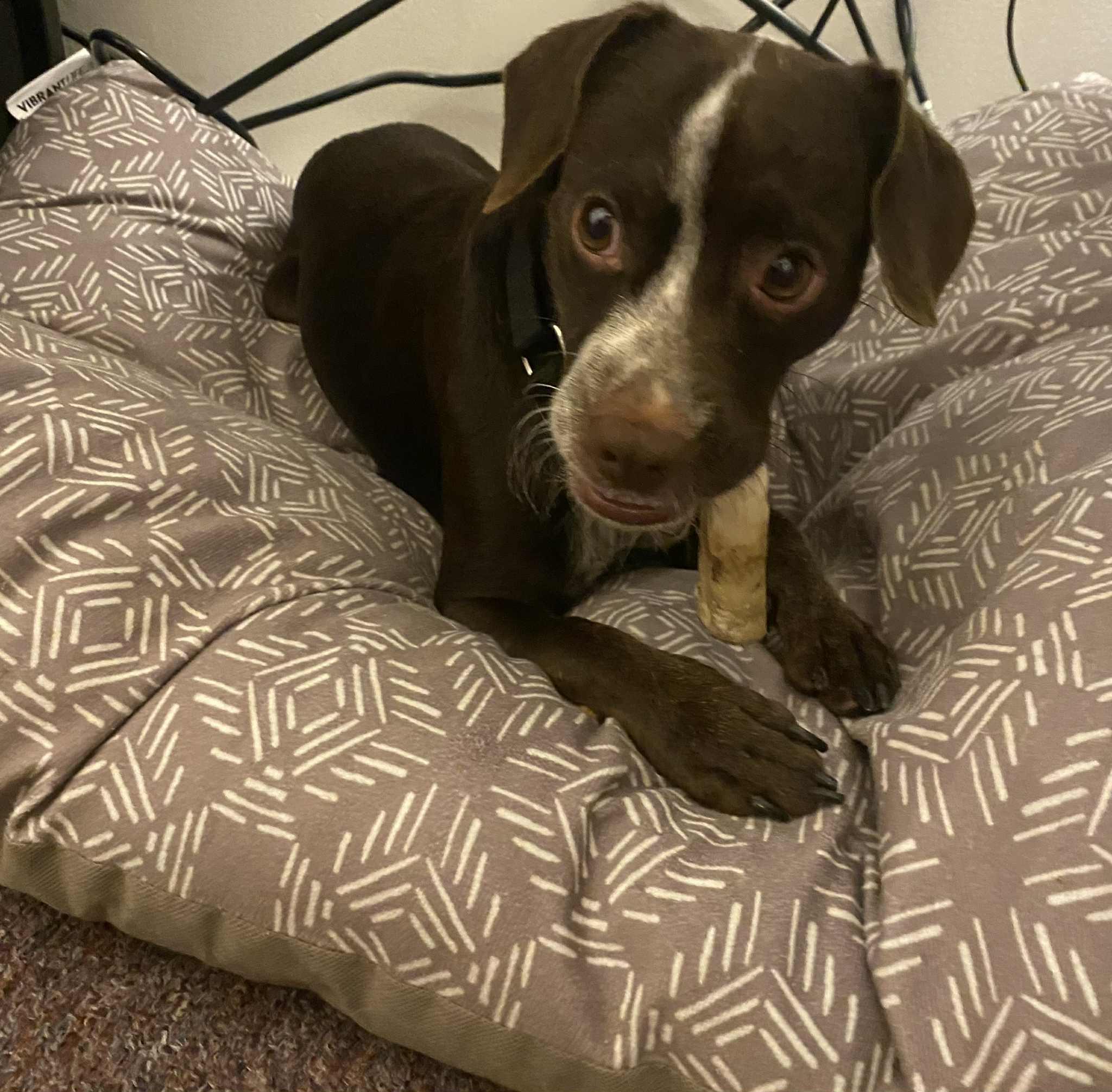 Enlarge Stanley, a Adoptable mixed breed in Glover, VT image 2/6