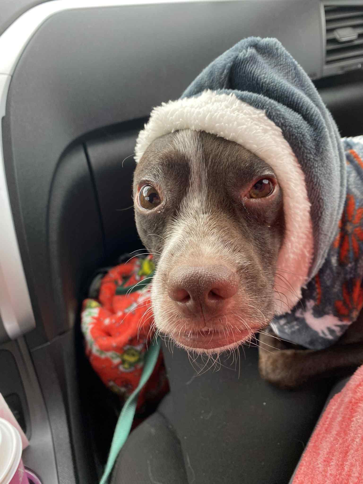 Enlarge Stanley, a Adoptable mixed breed in Glover, VT image 4/6