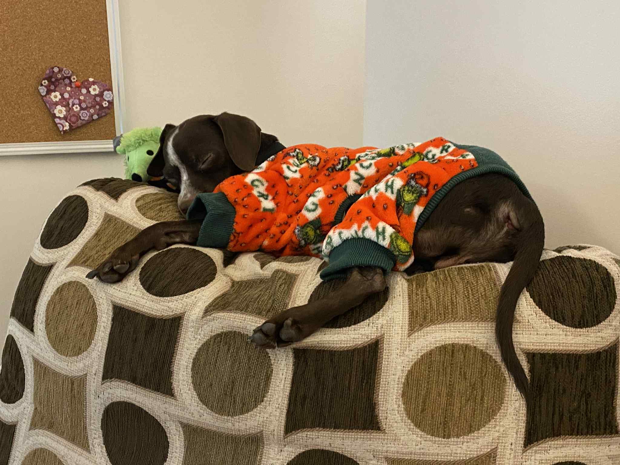 Enlarge Stanley, a Adoptable mixed breed in Glover, VT image 5/6