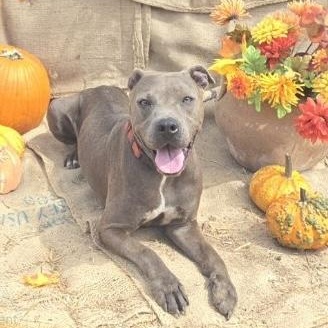 Enlarge Gigi, a Adoptable mixed breed in Brookeville, MD image 2/6