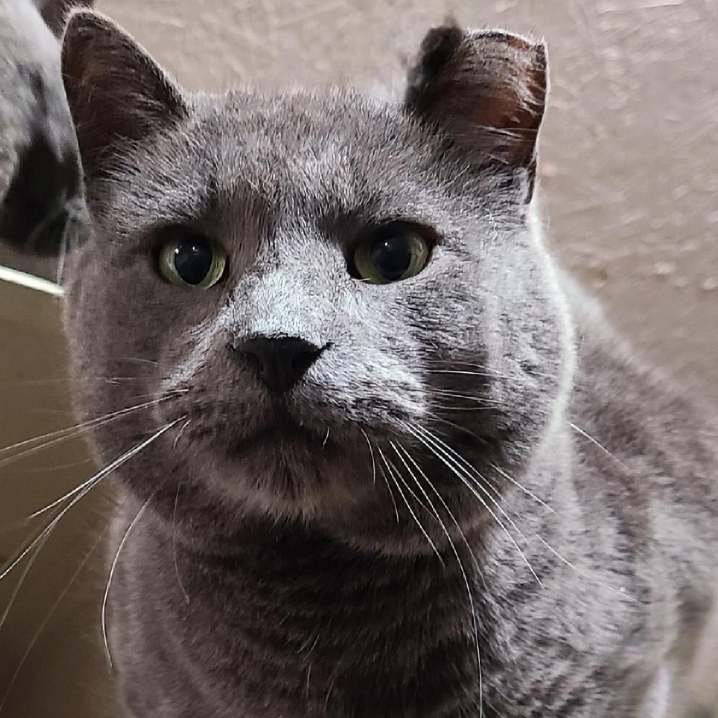 BOBCAT *> FIV+ <* I WILL BE YOUR SHADOW!, Adult Male Domestic Short Hair